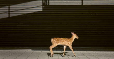 HEMISPHERES N°20 // Le royaume posthumain des cerfs // Photo: Yoko Ishii